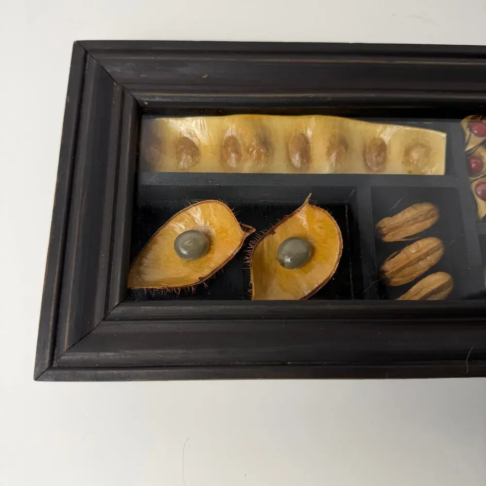 Framed Tropical Seed‎ Specimen Display Carpology Shadow Box Naturalist Caribbean